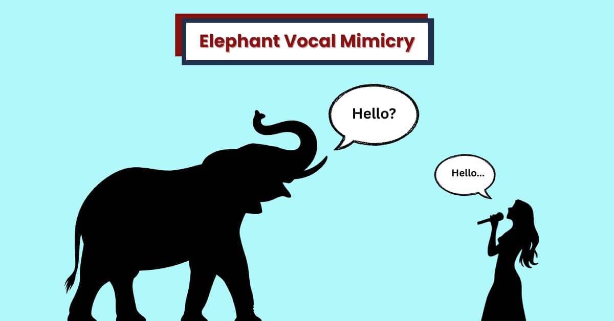 Elephant Vocal Mimicry and Human Speech