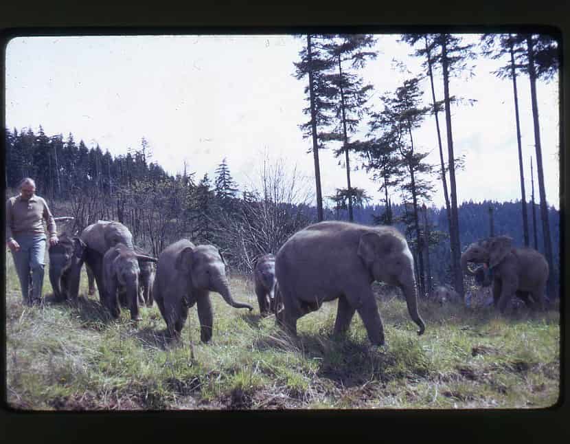 Morgan Berry walking a group of baby elephants on Elephant Mountain.