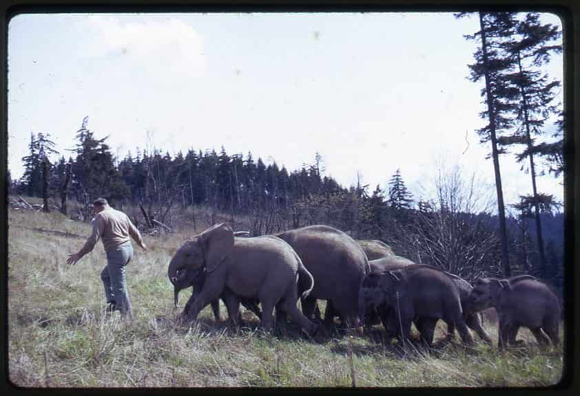 Side view of Morgan Berry walking baby elephants along a trail on Elephant Mountain.