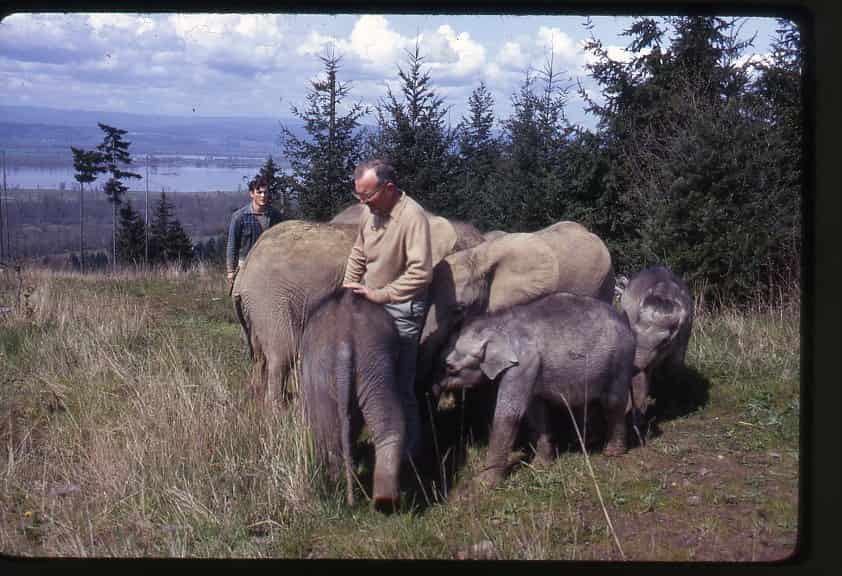 Morgan Berry surrounded by a group of baby elephants on Elephant Mountain.