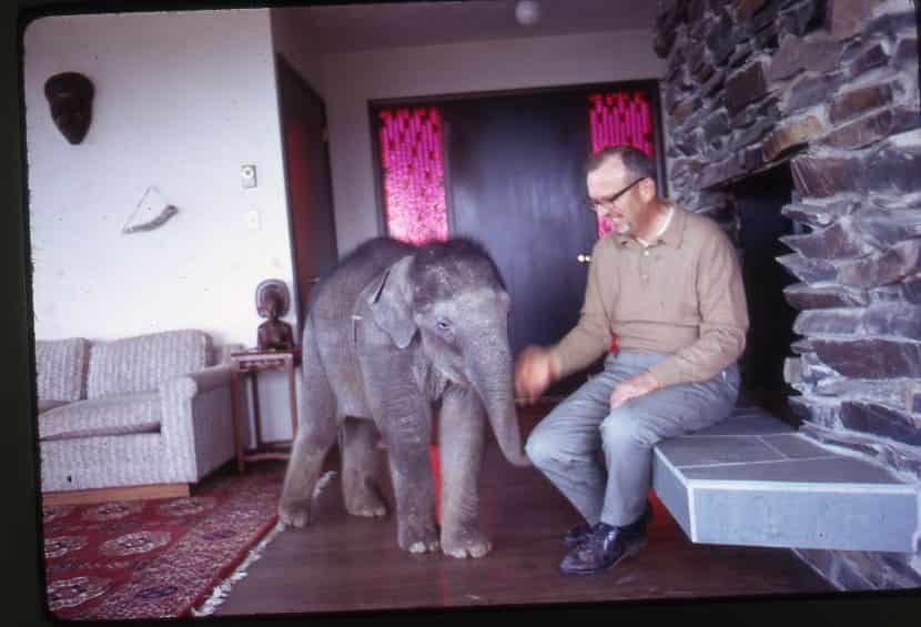 Morgan Berry surrounded by a group of baby elephants on Elephant Mountain.