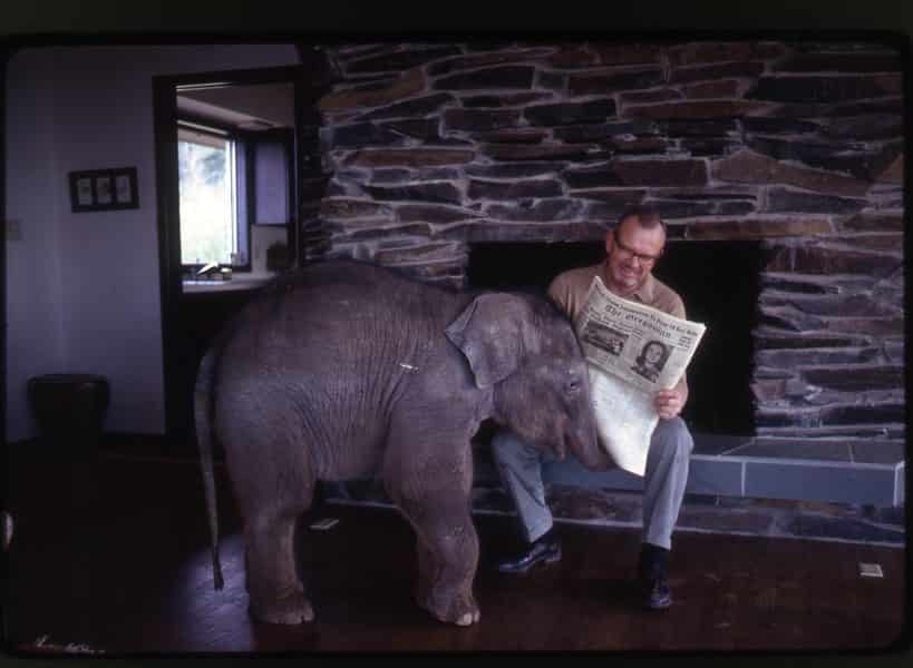 Morgan Berry surrounded by a group of baby elephants on Elephant Mountain.