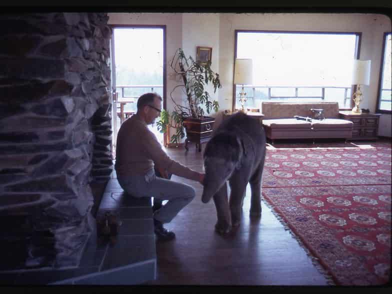 Morgan Berry surrounded by a group of baby elephants on Elephant Mountain.