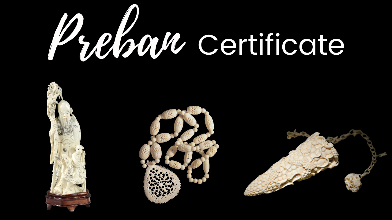 The title of the episode "Discovery of Elephant Communication" showing a whale underwater with sound vibrations coming off its head.