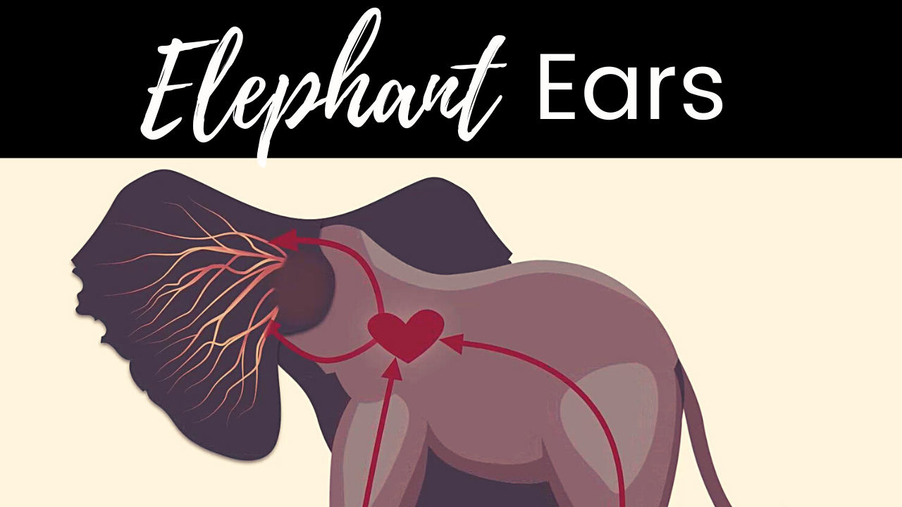 The title of the episode "Discovery of Elephant Communication" showing a whale underwater with sound vibrations coming off its head.