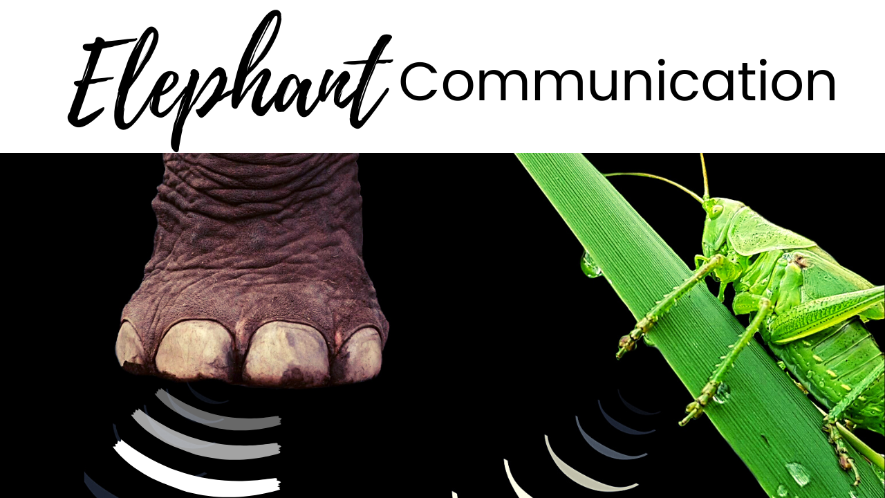 The title of the episode "Discovery of Elephant Communication" showing a whale underwater with sound vibrations coming off its head.