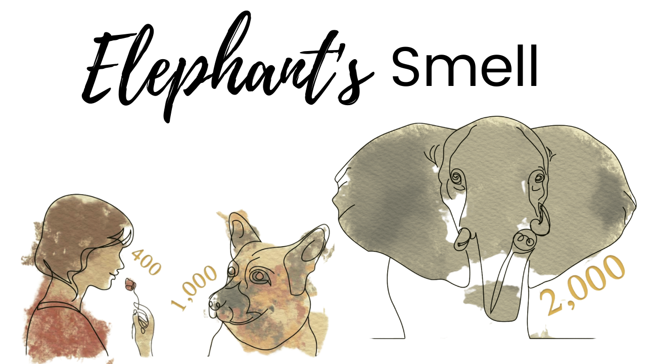 The title of the episode "Discovery of Elephant Communication" showing a whale underwater with sound vibrations coming off its head.