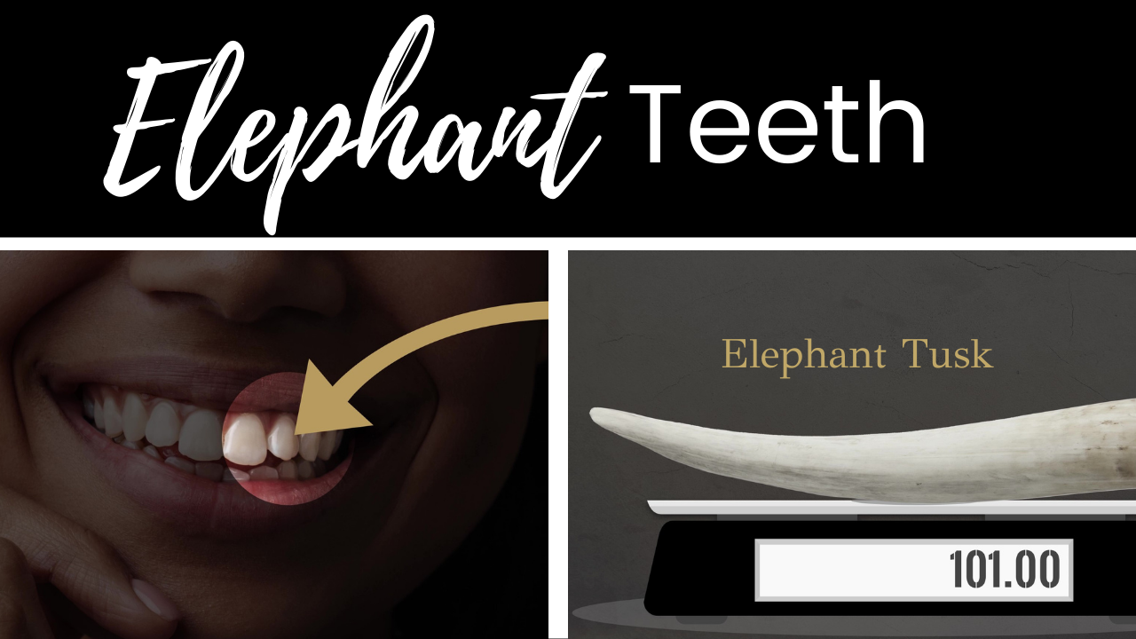 The title of the episode "Discovery of Elephant Communication" showing a whale underwater with sound vibrations coming off its head.