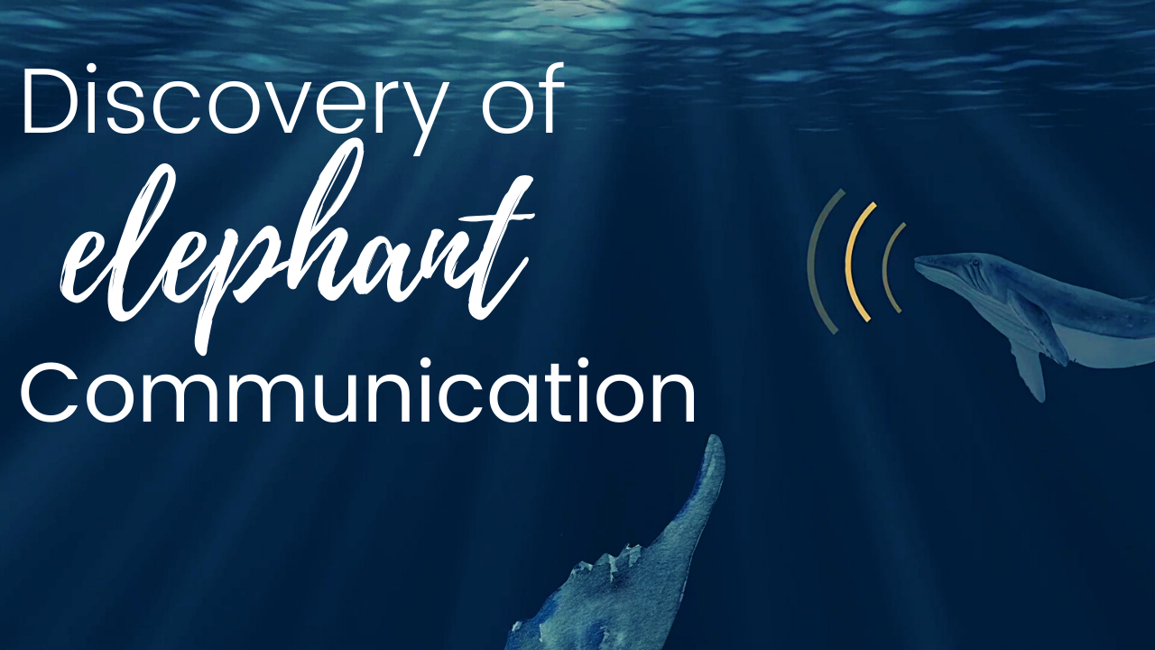 The title of the episode "Discovery of Elephant Communication" showing a whale underwater with sound vibrations coming off its head.