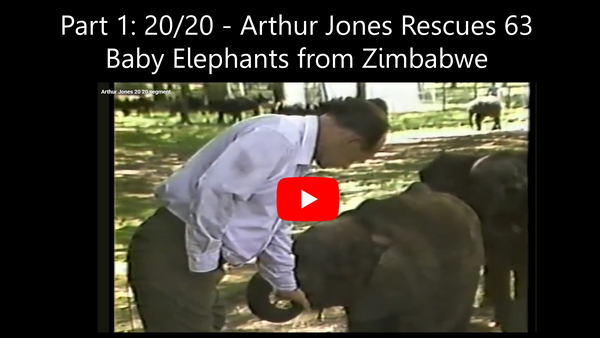 Arthur Jones playing with a baby elephant he captured in Zimbabwe in an interview on ABC's 20/20 in 1984.