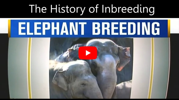 KOIN 6 investigative news segment showing two Oregon Zoo elephants intertwining trunks, part of a four-part investigative series on elephant inbreeding by journalist Carla Castano.