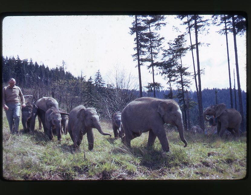 Morgan Berry, elephant breeder, walking a group of baby elephants on Elephant Mountain.