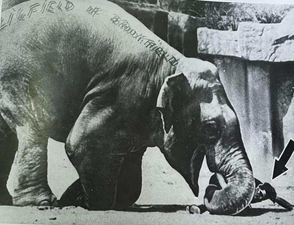 Photograph taken in 1941 of George Slim Lewis pinned underneath the tusks of an elephant named Ziggy at the Brookfield Zoo.