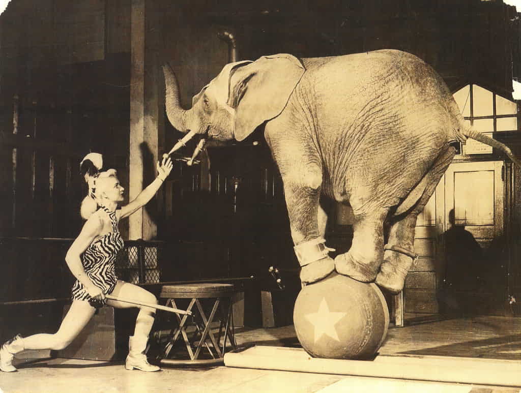 Eloise Berchtold working alongside the African elephant KOA early in her careet as a circus trainer.