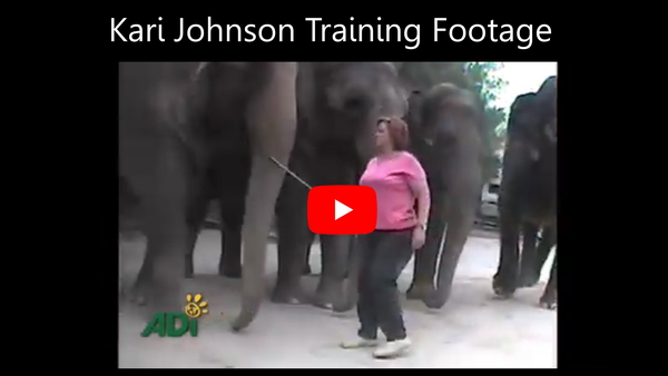 Kari Johnson standing with a bullhook in front of four elephants at Have Trunk Will Travel.