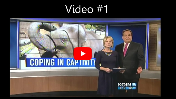 KOIN 6 investigative news segment titled Coping in Captivity showing an Oregon Zoo elephant behind a fence, part of a four-part series by journalist Carla Castano.