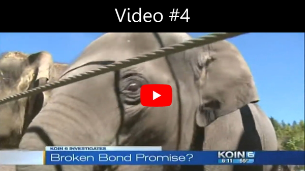 KOIN 6 investigative news segment titled Broken Bond Promise showing an Oregon Zoo elephant behind steel rope, part of a four-part investigative series by journalist Carla Castano.
