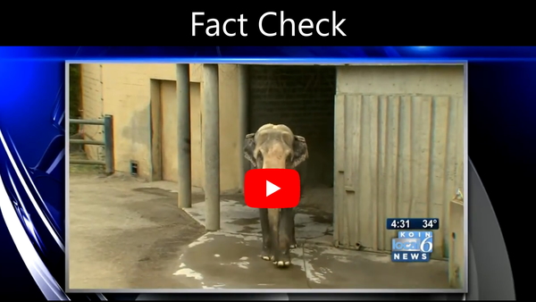 KOIN 6 news segment title Fact Check showing an elephant outdoors at the Oregon Zoo, part of an investigative series on the Oregon Zoo bond measure controversy.