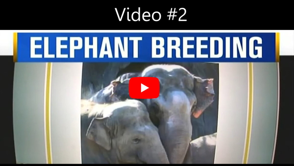 KOIN 6 investigative news segment titled Elephant Breeding showing Oregon Zoo elephants, part of a four-part investigative series by journalist Carla Castano.
