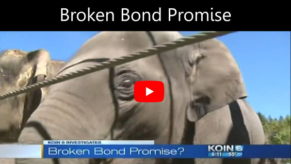 KOIN 6 investigative news segment titled Broken Bond Promise showing an Oregon Zoo elephant behind steel rope, part of a four-part investigative series by journalist Carla Castano.