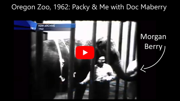 Morgan Berry standing next to an elephant at the Oregon Zoo in 1962, featuring the elephant Packy in a KGW8 interview called Packy & Me with Dr. Matthew Maberry.