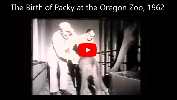 Morgan Berry standing next to an elephant at the Oregon Zoo in 1962, featuring the elephant Packy in a KGW8 interview called Packy & Me with Dr. Matthew Maberry.