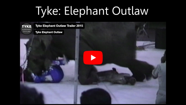 Tyke the elephant on her knees with two people beneath her, from the documentary Tyke Elephant Outlaw.