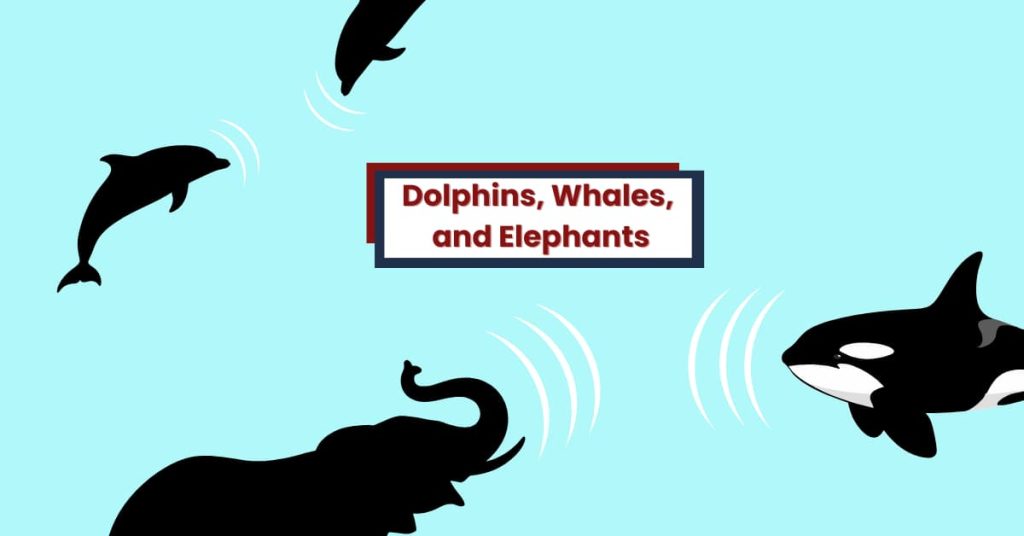Illustration of a whale, dolphin, and elephant with infrasound waves, representing shared communication and intelligence.