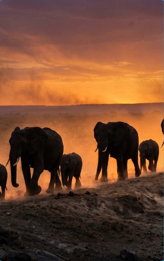A herd of wild elephants walking in a line at sunset.