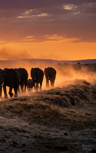 A herd of elephants walking in Kenya at sunset.