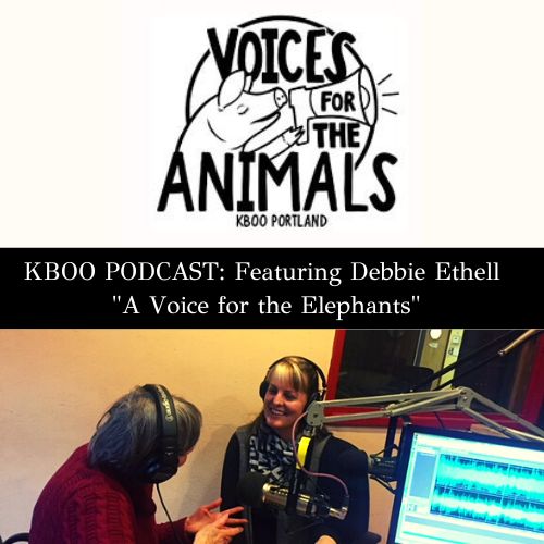 Courtney Scott interviews Debbie Ethell, a keynote speaker for the International Elephant Conference on "A Voice for the Elephants" podcast for Voices for the Aninmals.