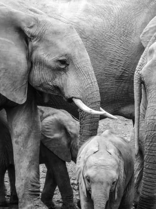 A black and white photo of a herd of elephants huddled together affectionately.