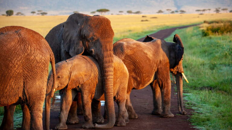 A herd of elephants stands together on an African savanna, their trunks draped over one another in a display of social connection.