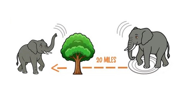 Graphic showing two elephants communicating across 20 miles through long-distance infrasound and seismic signals.
