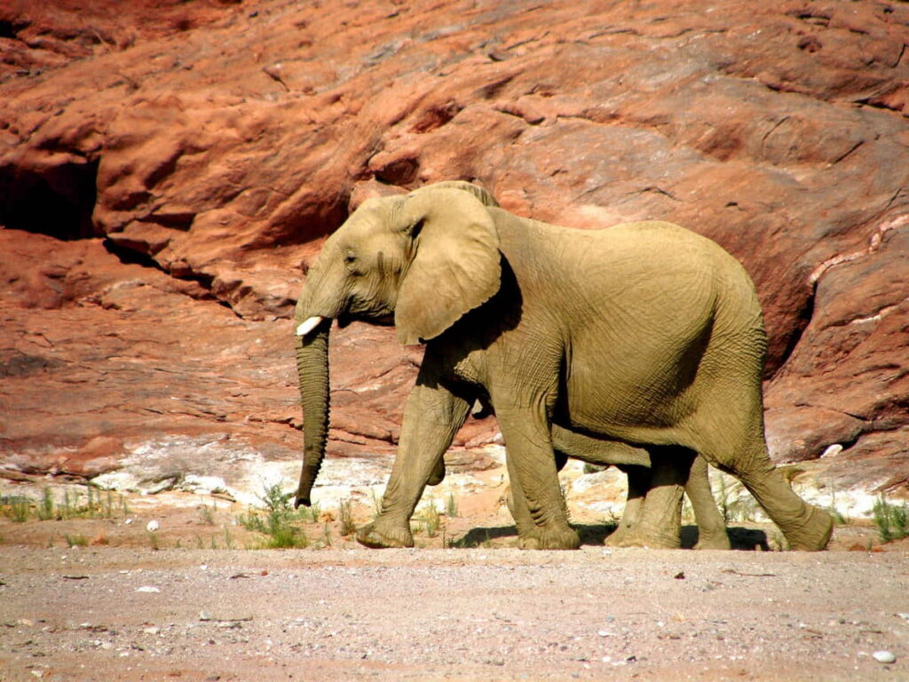 A lone elephant walks across the African savanna with a rocky landscape in the background.