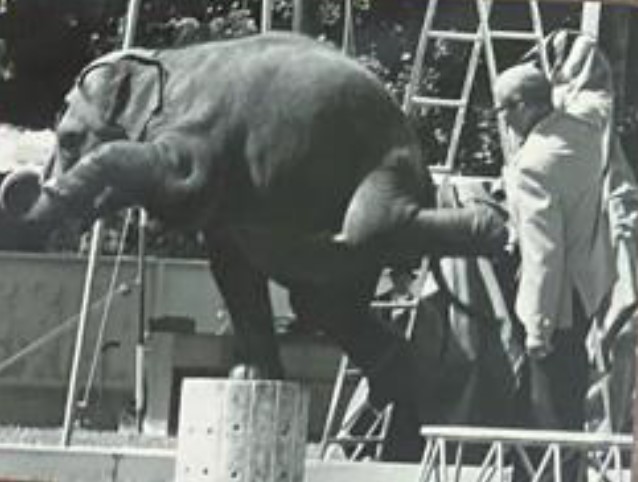 The elephant Buddha posing on a ball doing his famous one-foot stand in a circus with Morgan Berry standing next to him.