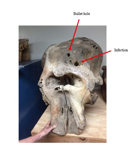 Elephant Skull of Buddha showing two areas marked bullet hole and infection.